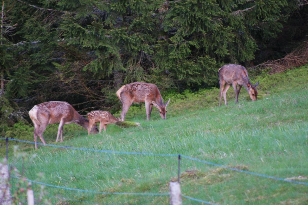 Au Domaine De Py Hotel Le Valtin Eksteriør billede